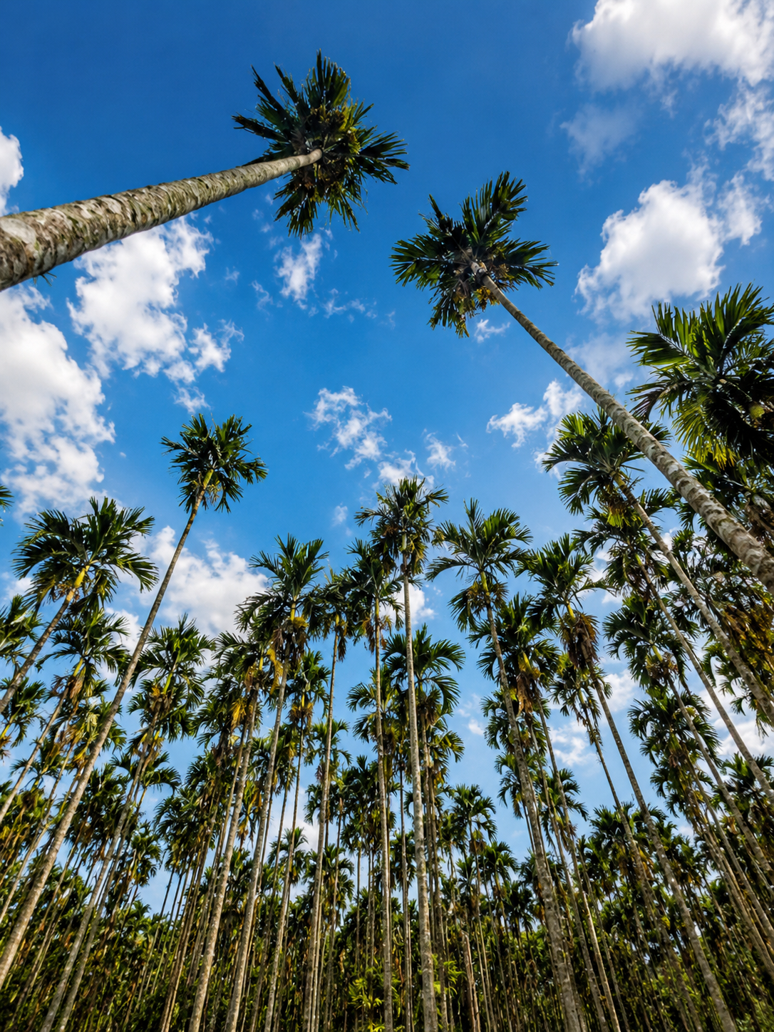 Areca nut palm grove