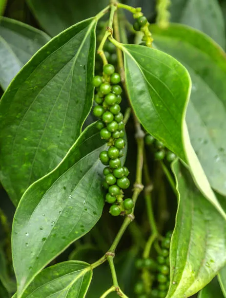 Green peppercorns growing on the vine among leaves
